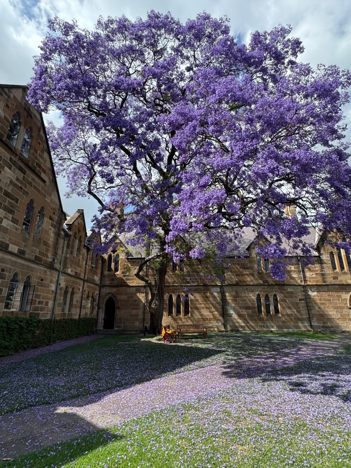Jacaranda Rhs When Do Jacarandas Bloom? The Ultimate Guide. – YLEAV